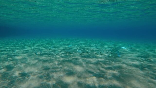 School of Mullet fish feeding in sandy shallows on sunny day, blending in with environment under bright sunbeams in sun glare, Slow motion