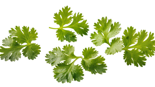 Isolated fresh green cilantro leaves scattered, aromatic culinary herb for cooking and garnish
