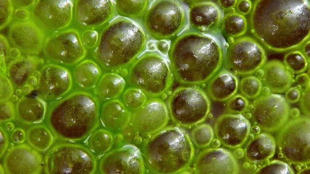 Abundant bloom of green microalgae Spirogyra with numerous small gas bubbles on the water surface.