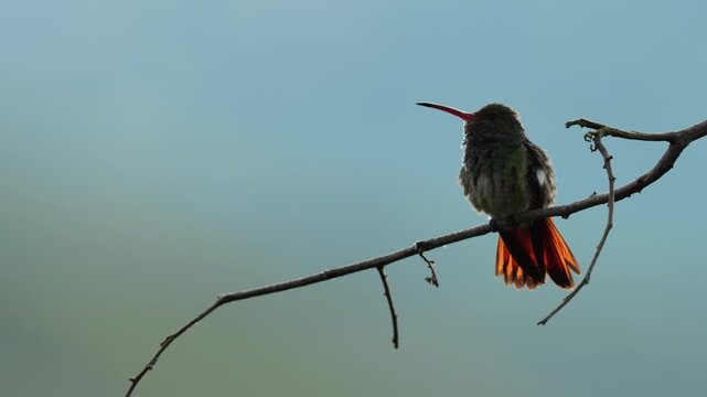 close-up of a Rufous-tailed Hummingbird (Amazilia tzacatl) perched on a branch at sunrise while carefully preening its feathers. Captured in beautiful golden morning light.