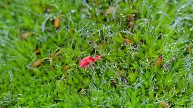 Red velvet mite (Trombidium holosericeum) crawling across green moss. Trombidium holosericeum is a species of arachnid distinguished by its bright red coloration and velvety body texture.