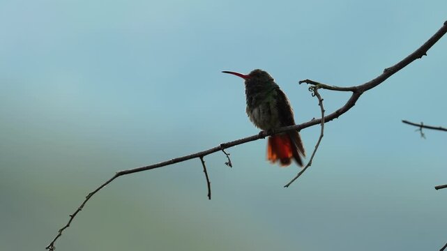 close-up of a Rufous-tailed Hummingbird (Amazilia tzacatl) perched on a branch at sunrise while carefully preening its feathers. Captured in beautiful golden morning light.