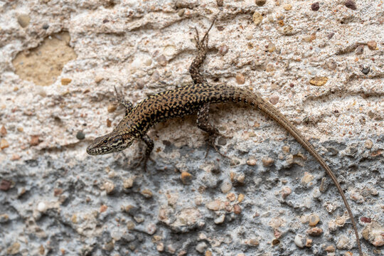 A detailed close-up of a common wall lizard (Podarcis muralis) resting on a sunlit, highly textured concrete and stone surface.
