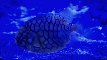 Patterned puffer fish swimming in blue aquarium water © Studio-M