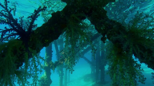 Moving forwards underwater between steel supports of pier covered witn clusters of colorful soft corals hanging from them, young fish hide under dock Slow motion of Soft Coral Dendronephthya