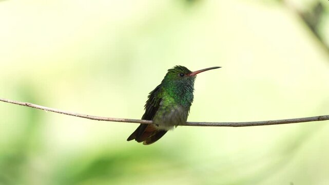 close-up of a Rufous-tailed Hummingbird (Amazilia tzacatl) showcasing its stunning iridescent plumage in exceptional detail.