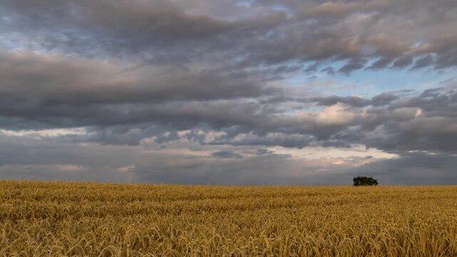 Dramatic clouds passing over golden agriculture wheat field in 4K UHD