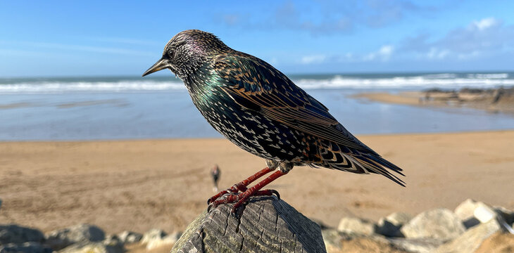 Starling perched above Newquay beach with ocean backdrop