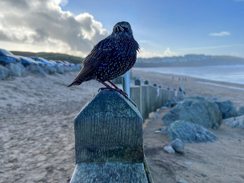 Starling perched above Newquay beach with ocean backdrop