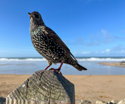 Starling perched above Newquay beach with ocean backdrop