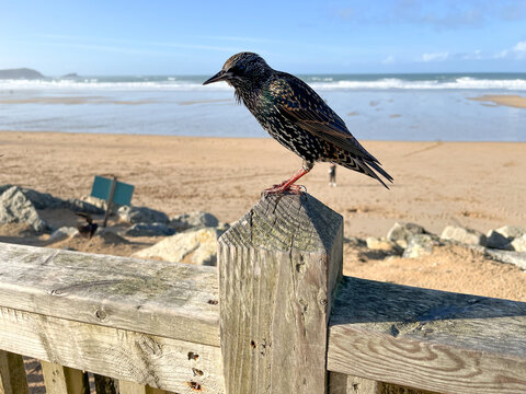 Starling perched above Newquay beach with ocean backdrop