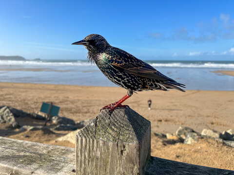 Starling perched above Newquay beach with ocean backdrop