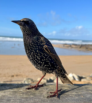 Starling perched above Newquay beach with ocean backdrop