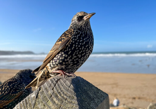 Starling perched above Newquay beach with ocean backdrop