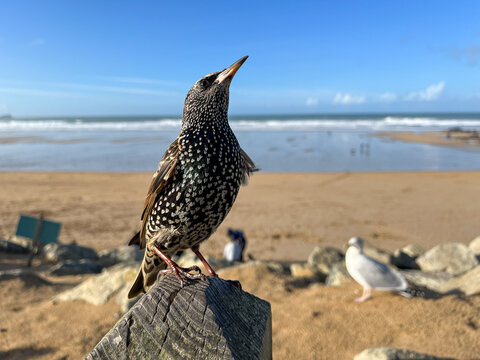 Starling perched above Newquay beach with ocean backdrop