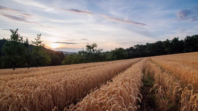 Golden wheat field at sunset with moving clouds 4K UHD time-lapse