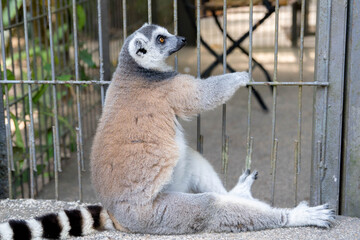Ring tailed lemur sitting and holding metal bars of zoo enclosure cage looking sideways with striped black white tail visible © Aisylu