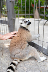 Fototapeta premium Woman hand gently stroking touching ring tailed lemur sitting by zoo enclosure bars with striped tail on stone ground