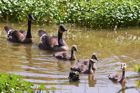 Canada geese and goslings in Groveton, Virginia. July 2026.