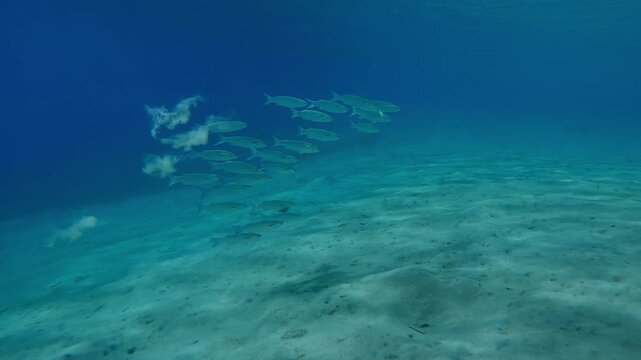 Group of Mullet fish in turquoise water above sand seabed on sunny day in sunrays, Slow motion