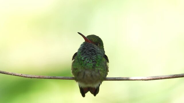 close-up of a Rufous-tailed Hummingbird (Amazilia tzacatl) showcasing its stunning iridescent plumage in exceptional detail.