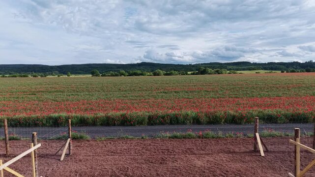 Karlovy Vary Region, Czech Republic - A wooden gate in a red poppy field