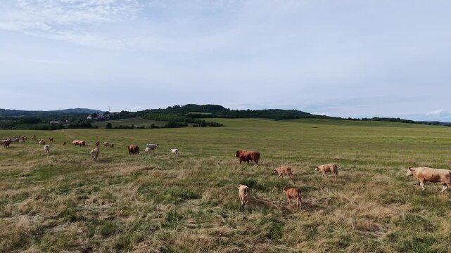 Karlovy Vary Region, Czech Republic - Cows grazing in a green meadow