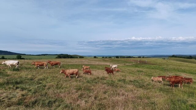 Karlovy Vary Region, Czech Republic - Cows grazing in a green meadow