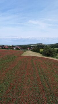 Karlovy Vary Region, Czech Republic - A field of red poppies