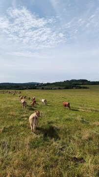 Karlovy Vary Region, Czech Republic - Cows grazing in a green meadow