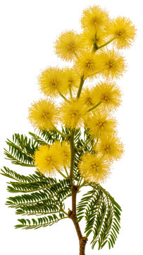 Isolated blooming branch of a mimosa tree with vibrant yellow fluffy flowers and delicate green leaves