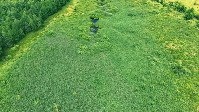 a natural ecosystem of wetlands or floodplain meadows.
