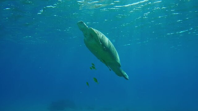 Green Sea Turtle floating up in turquoise water on the surface breathing accompanied by a group of Golden Trevally at daytime in bright sunbeams, Slow motion