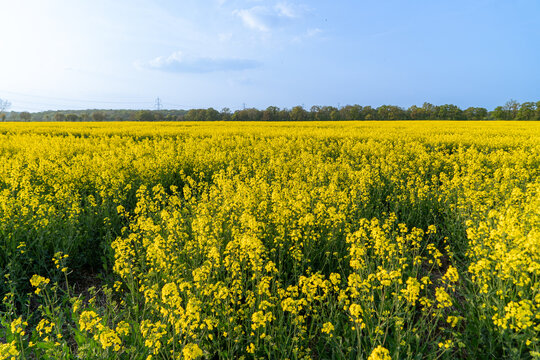 Rapeseed in Fields Yellow Flowering Crop