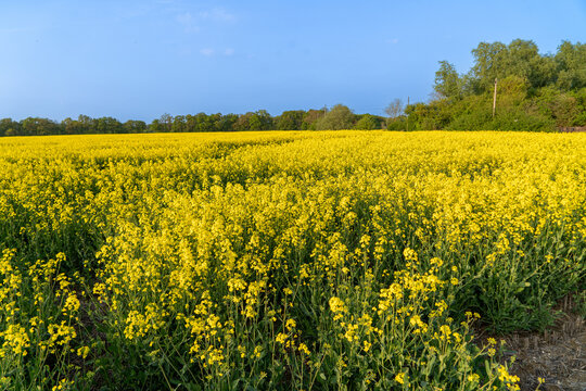 Rapeseed in Fields Yellow Flowering Crop