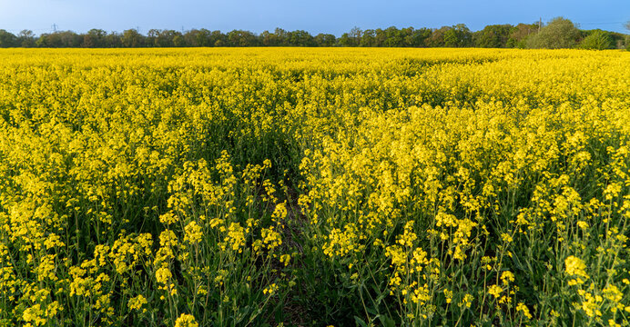 Rapeseed in Fields Yellow Flowering Crop