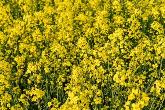 Rapeseed in Fields Yellow Flowering Crop