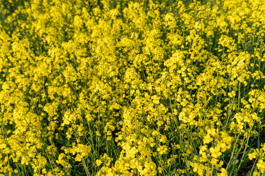 Rapeseed in Fields Yellow Flowering Crop