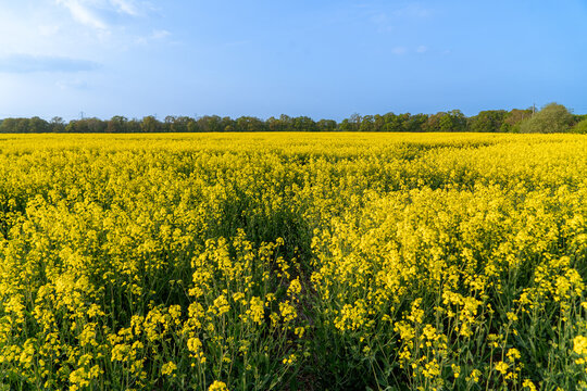 Rapeseed in Fields Yellow Flowering Crop