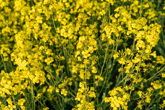 Rapeseed in Fields Yellow Flowering Crop