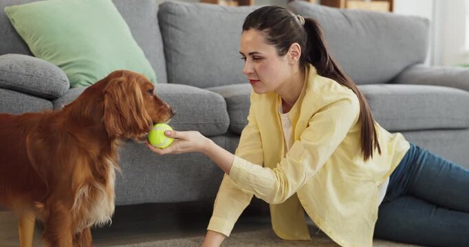Woman dog owner training spaniel with ball. At home, the pet practices fetch as the handler cues play, reinforcing obedience and affectionate bonding. Clear concept of loving companionship.