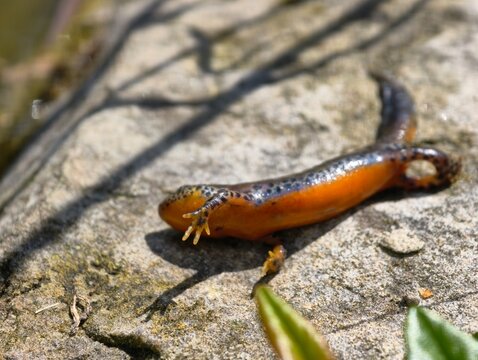 Dead Alpine Newt (Ichthyosaura alpestris) on a Stone, Amphibian Killed by a Grass Snake