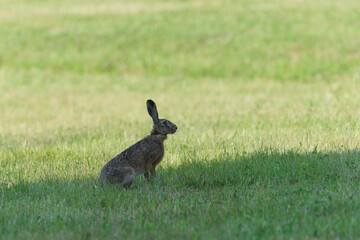 European Hare (Lepus europaeus) Sitting in Green Grass, Wild Brown Hare in Nature Landscape © czjonyyy
