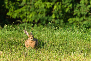 European Hare (Lepus europaeus) Sitting in Green Grass, Wild Brown Hare in Nature Landscape © czjonyyy