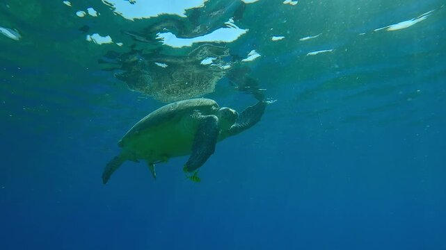 Green Sea Turtle scratches its head with its fin swimming on turquoise water surface accompanied by group of Golden Trevally at daytime in bright sun rays, Backlit, Slow motion