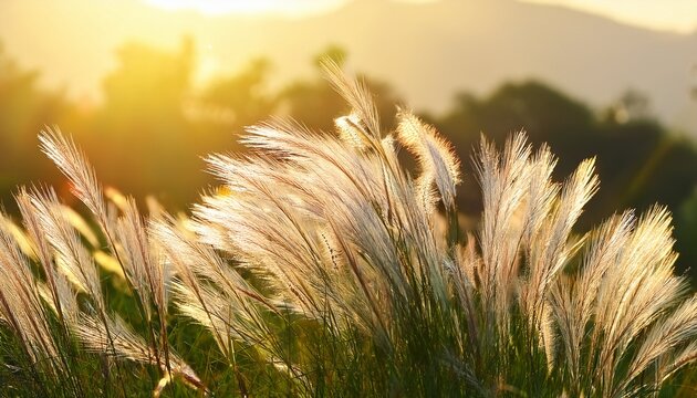 Closeup Image Of White Grass Flower Call Cogongrass Imperata Cylindrica Under Bright Sun