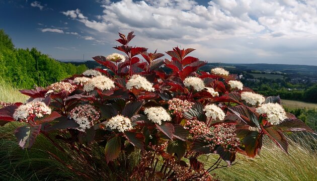 Ninebark Shrub With White Flowers And Dark Red Foliage