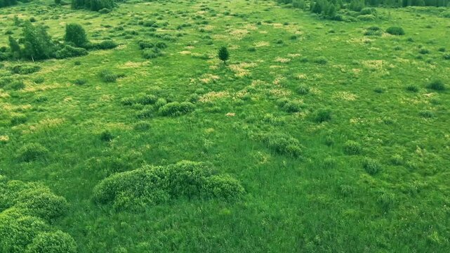 a natural ecosystem of wetlands or floodplain meadows.
