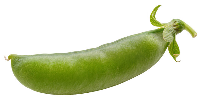 Isolated fresh vibrant green pea pod organic vegetable natural healthy food ingredient