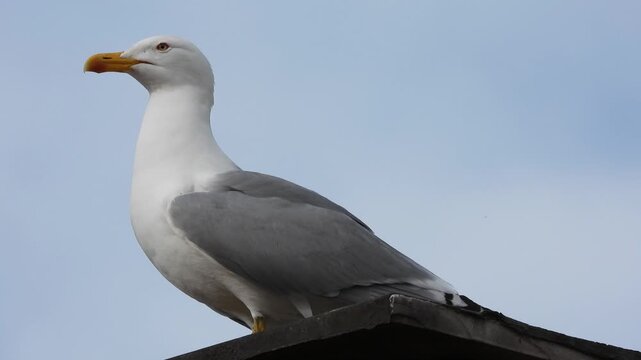 adult white gull Laridae video	